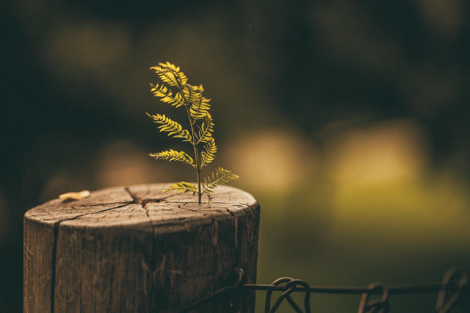 A small fern plant emerging from a tree stump: economic efficiency through self-responsibility
