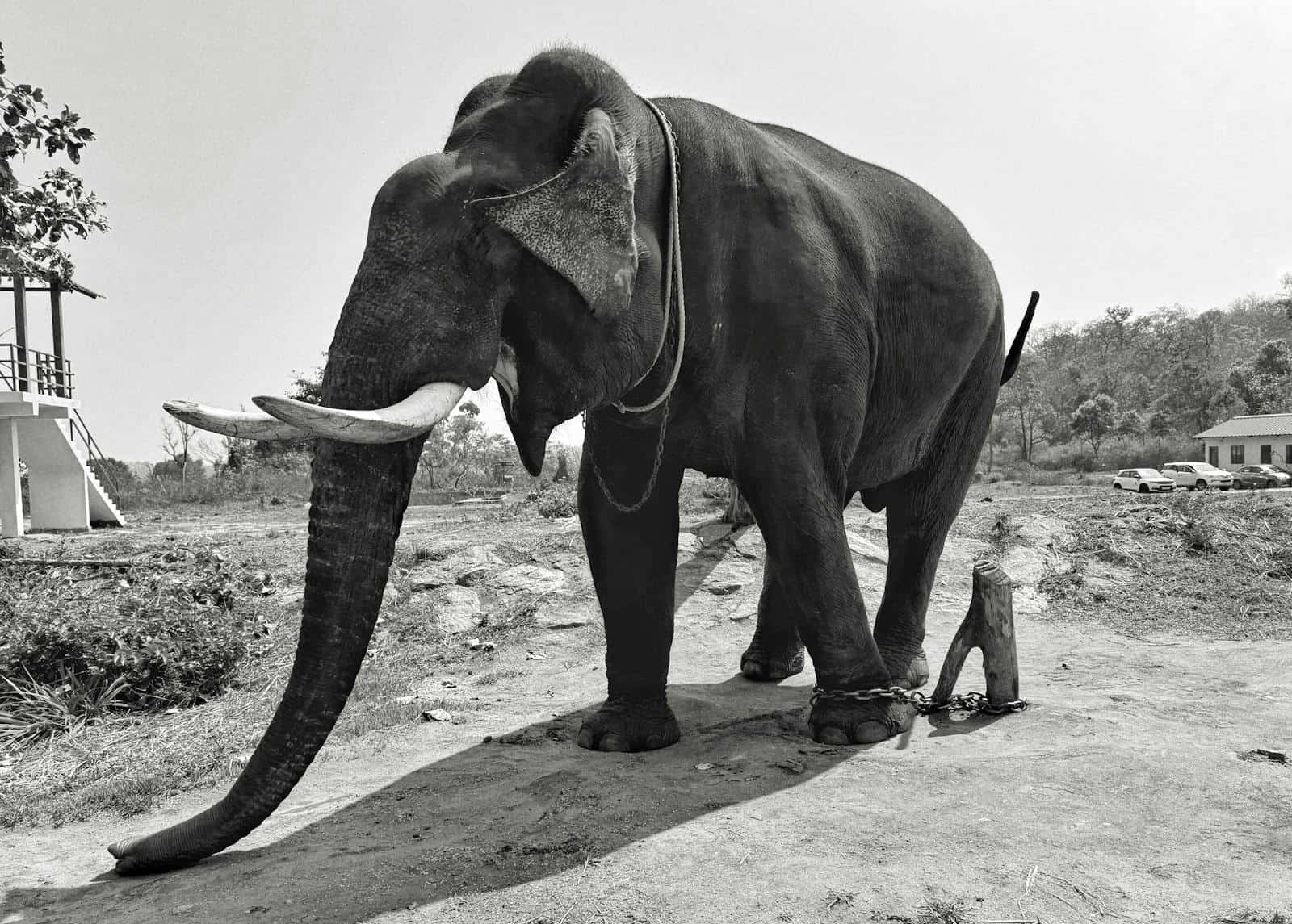 Chained Asian elephant mentally trapped